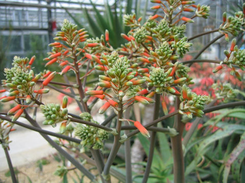 Aloe striata