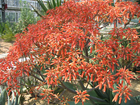 Aloe striata