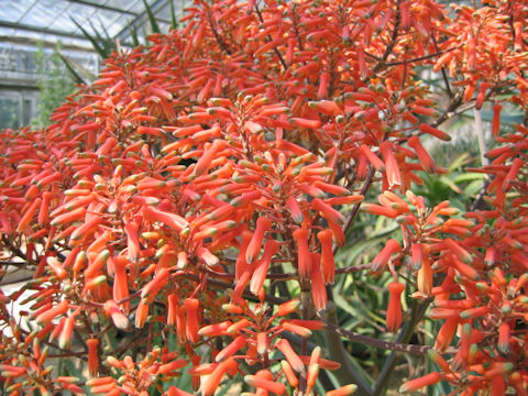 Aloe striata