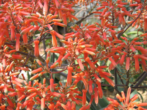 Aloe striata