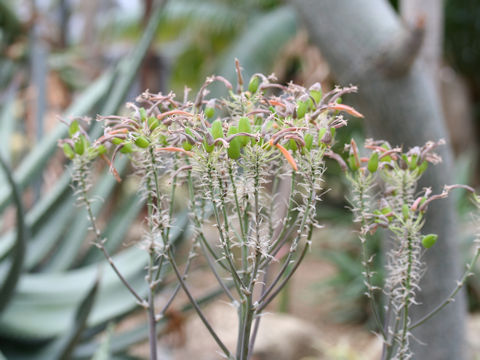 Aloe striata