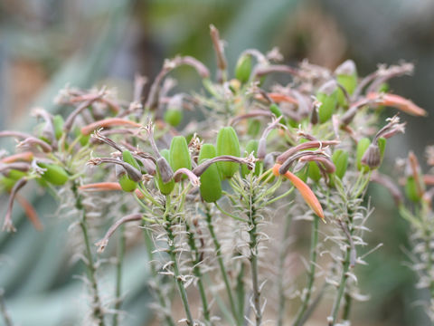 Aloe striata