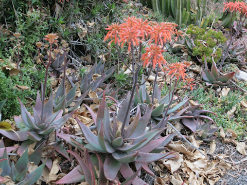 Aloe striata