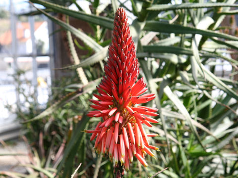 Aloe succotrina