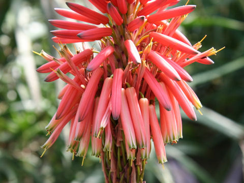 Aloe succotrina