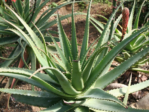 Aloe succotrina