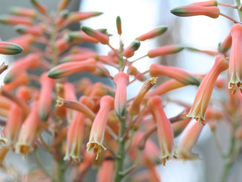 Aloe verdo-orniae