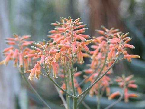 Aloe verdo-orniae