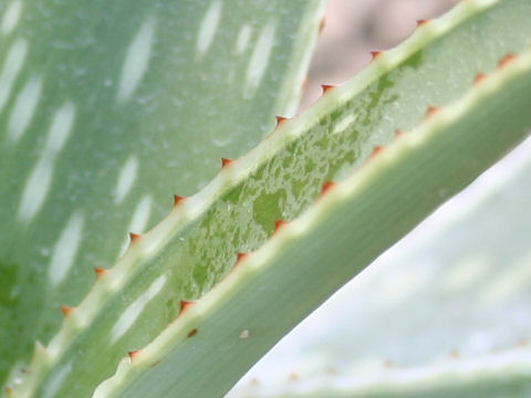 Aloe verdo-orniae