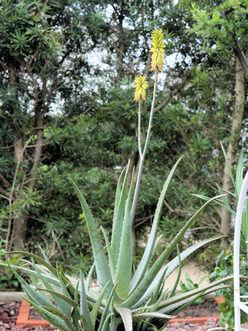 Aloe vera