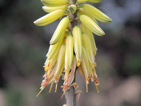 Aloe vera