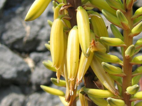 Aloe vera