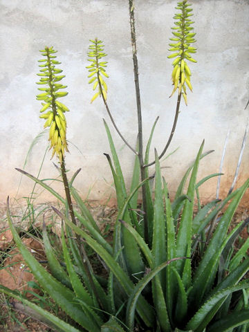 Aloe vera