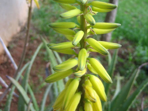 Aloe vera