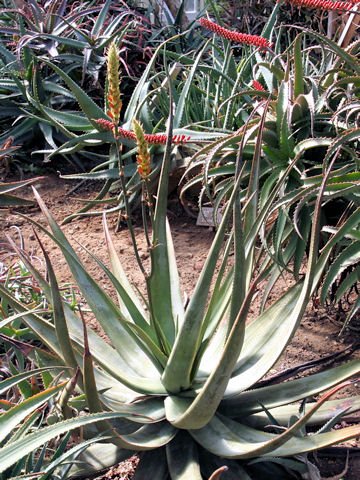 Aloe wickensii