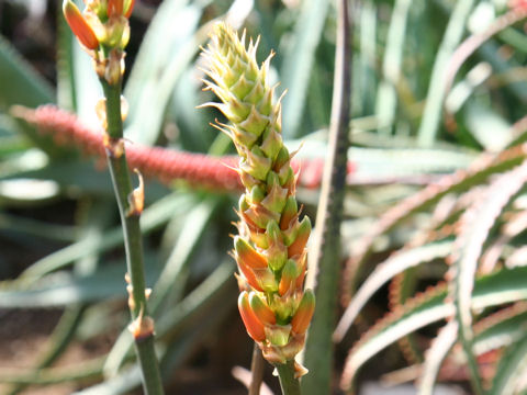 Aloe wickensii