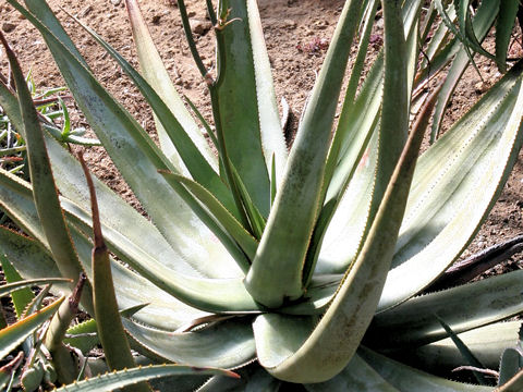 Aloe wickensii