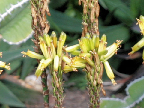 Aloe wickensii