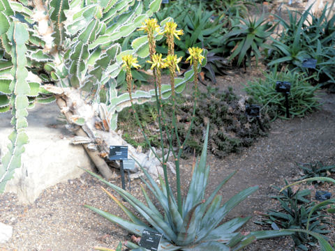 Aloe wickensii