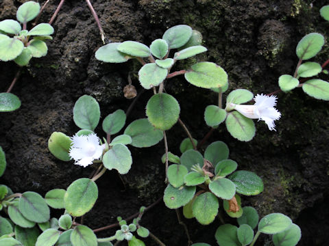 Alsobia dianthiflora