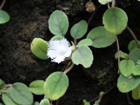 Alsobia dianthiflora