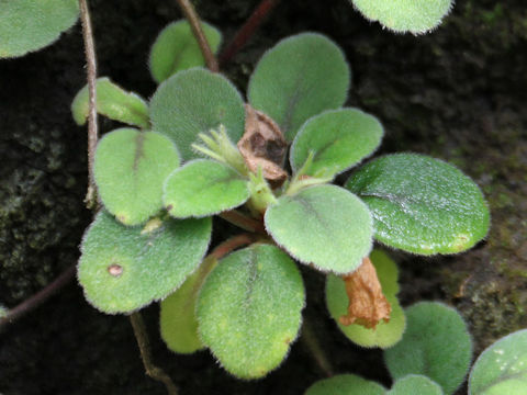 Alsobia dianthiflora