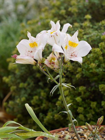 Alstroemeria pallida