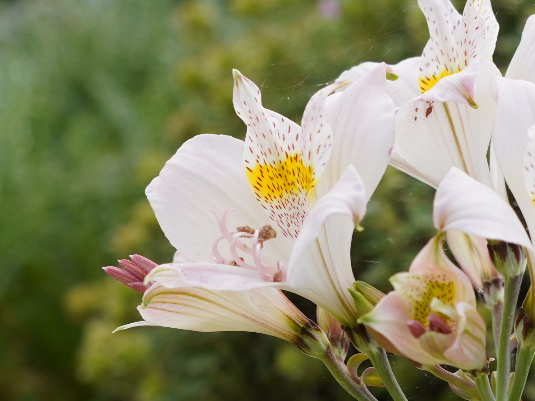 Alstroemeria pallida