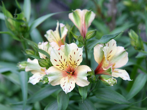 Alstroemeria sp.