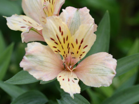 Alstroemeria sp.