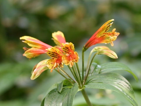 Alstroemeria sp.