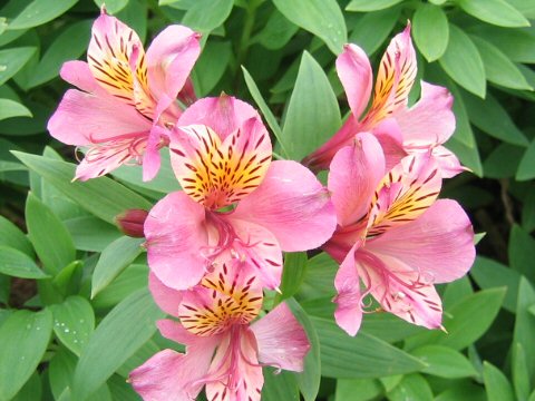 Alstroemeria sp.