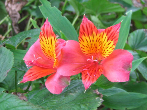 Alstroemeria sp.