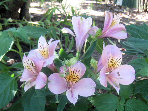 Alstroemeria sp.