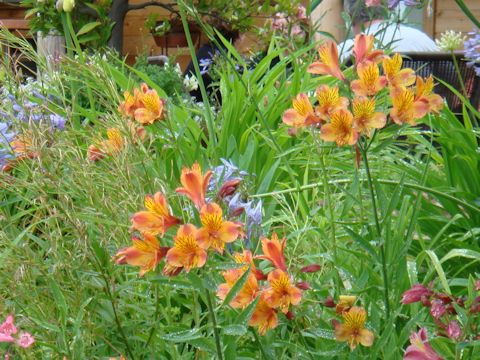 Alstroemeria sp.