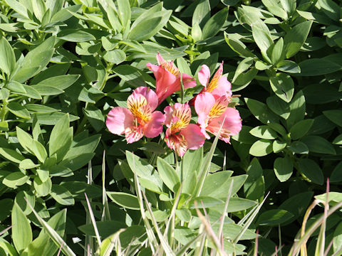 Alstroemeria sp.