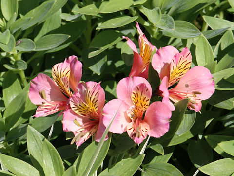 Alstroemeria sp.