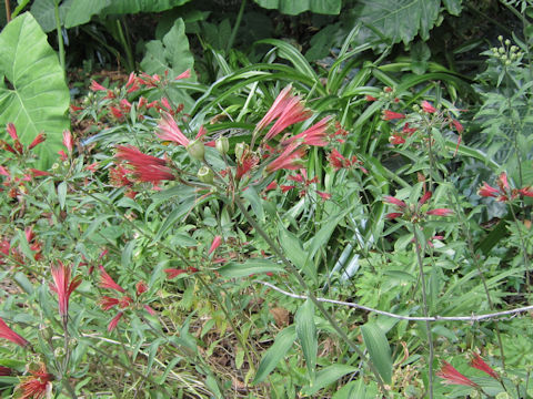 Alstroemeria sp.