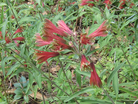 Alstroemeria sp.