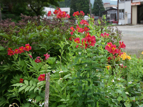 Alstroemeria sp.