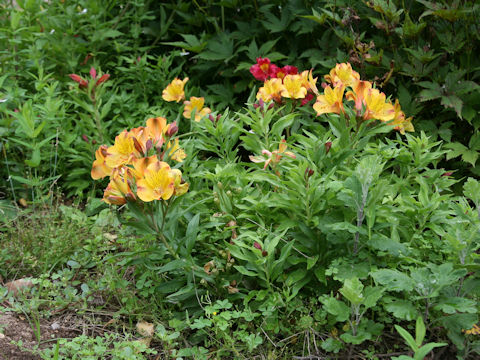 Alstroemeria sp.