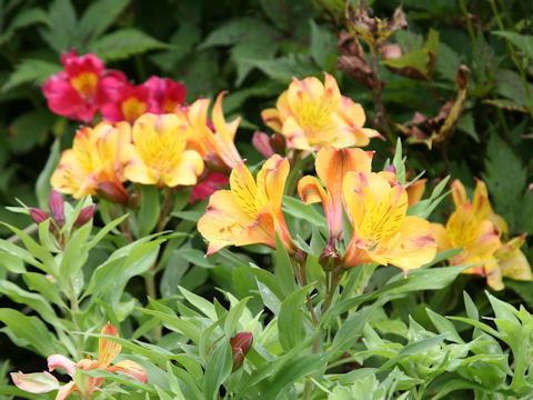 Alstroemeria sp.