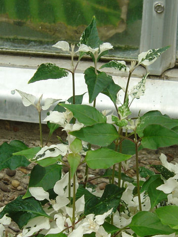 Alternanthera ficoidea cv. Sessilis Alba