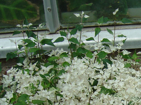 Alternanthera ficoidea cv. Sessilis Alba