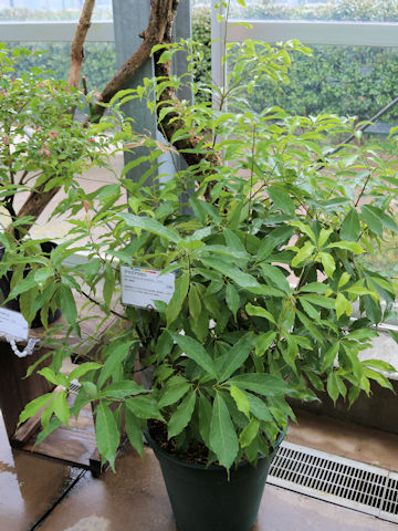 Quercus glauca var. amamiana