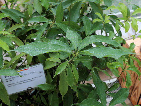 Quercus glauca var. amamiana