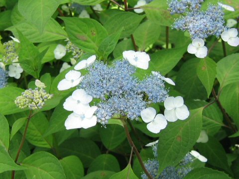 Hydrangea serrata var. thunbergii