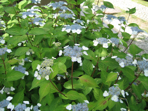 Hydrangea serrata var. thunbergii