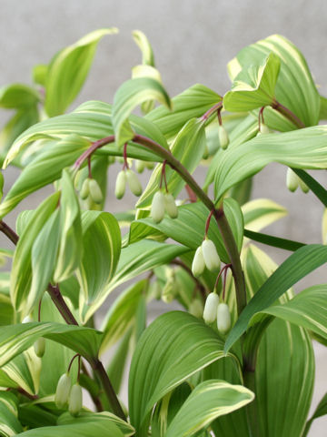 Polygonatum odoratum var. pluriflorum cv. Variegatum