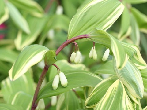 Polygonatum odoratum var. pluriflorum cv. Variegatum